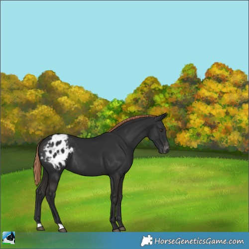 Horse Color:Liver Chestnut Appaloosa 