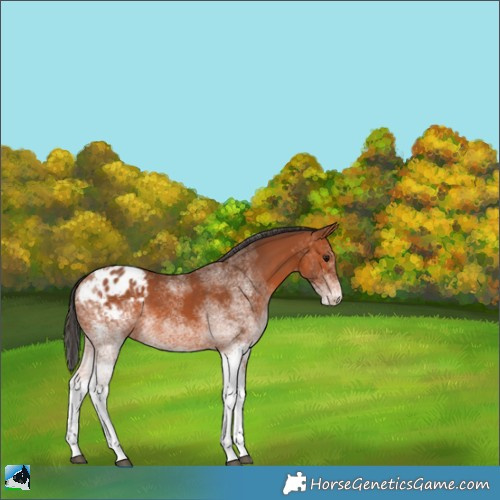 Horse Color:White Spotted Bay Appaloosa Rabicano 