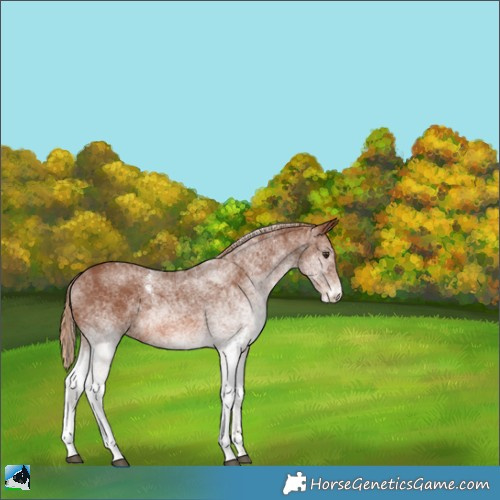 Horse Color:White Spotted Chestnut 