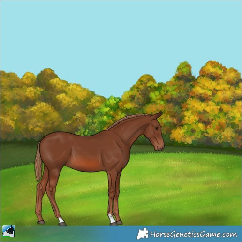 Horse Color:Chestnut 