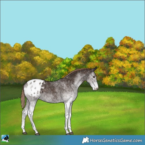 Horse Color:White Spotted Liver Chestnut Appaloosa Rabicano 