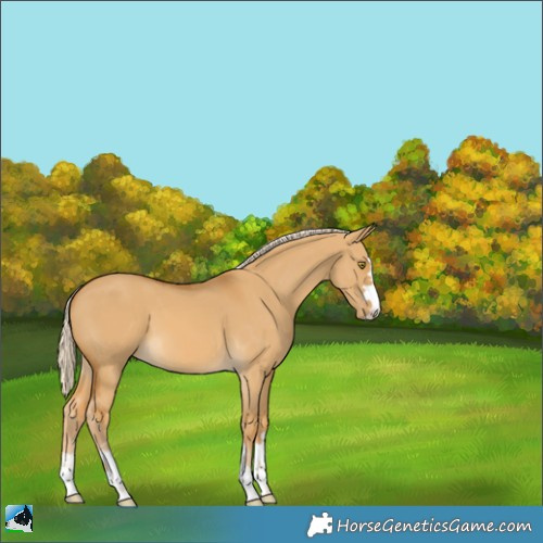Horse Color:Palomino Dun 