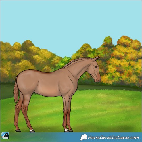 Horse Color:Red Dun 