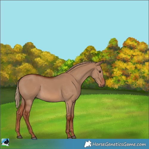 Horse Color:Red Dun 