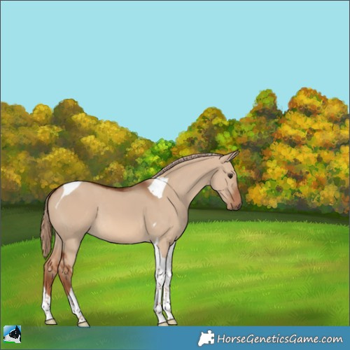 Horse Color:Red Dun Tobiano 