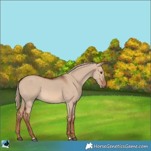 Horse Color:Red Dun 