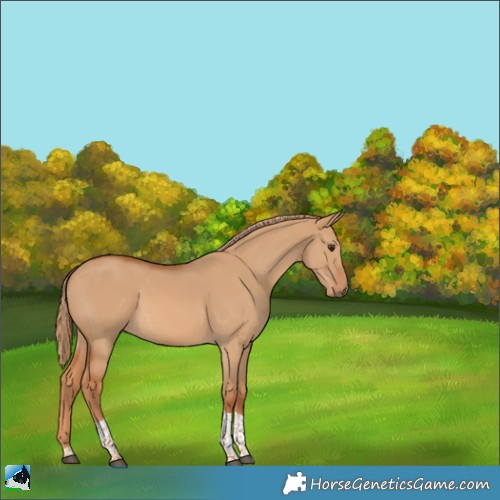 Horse Color:Red Dun Tobiano 