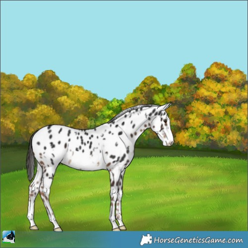 Horse Color:White Spotted Liver Chestnut Frame Appaloosa 