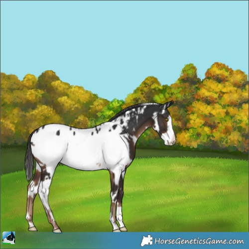 Horse Color:White Spotted Liver Chestnut Frame Near Leopard 