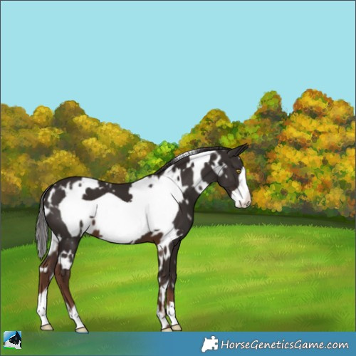 Horse Color:White Spotted Liver Chestnut Frame 