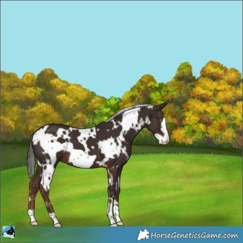 Horse Color:White Spotted Liver Chestnut Frame Appaloosa 