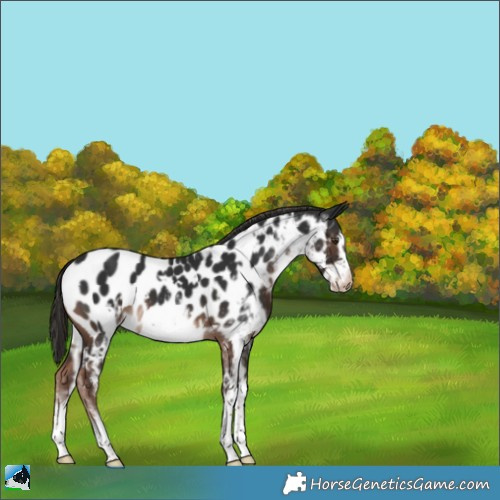 Horse Color:White Spotted Liver Chestnut Frame Appaloosa 