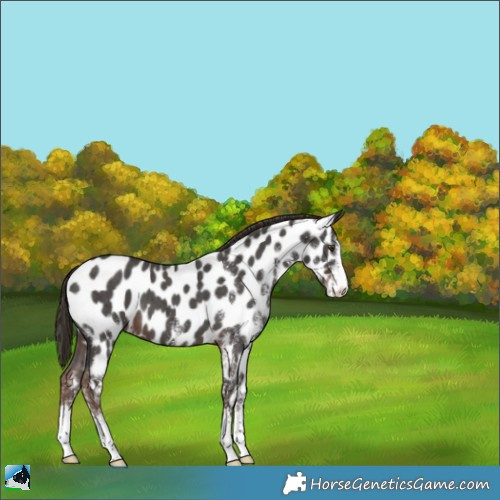 Horse Color:White Spotted Liver Chestnut Appaloosa 