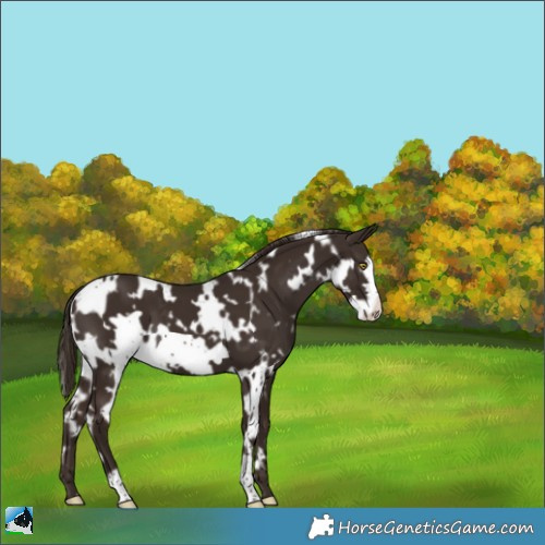 Horse Color:White Spotted Liver Chestnut Frame 