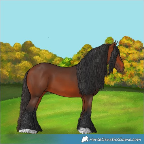 Horse Color:Bay 