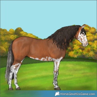 Horse Color:Bay  and Bay Splash 