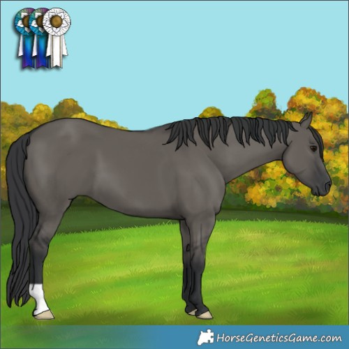 Horse Color:Grullo 