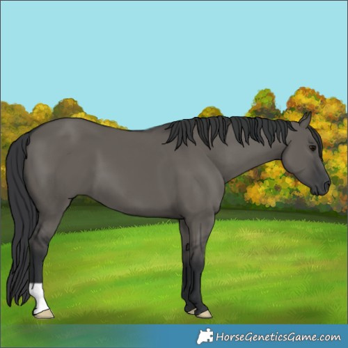 Horse Color:Grullo 