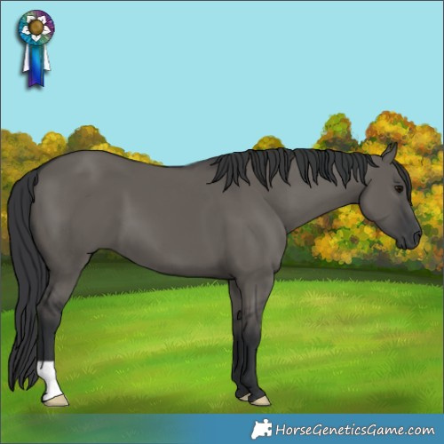 Horse Color:Grullo 