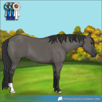 Horse Color:Grullo 
