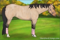 Horse Color:Bay Roan Dun 