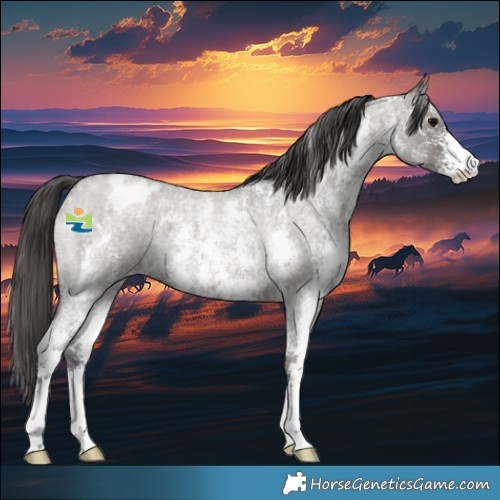 Horse Color:Grullo Roan Sabino Appaloosa 