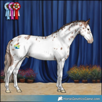 Horse Color:Chestnut Sabino Splash Frame Appaloosa
