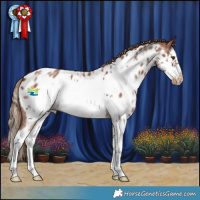 Horse Color:Chestnut Sabino Splash Frame Appaloosa 
