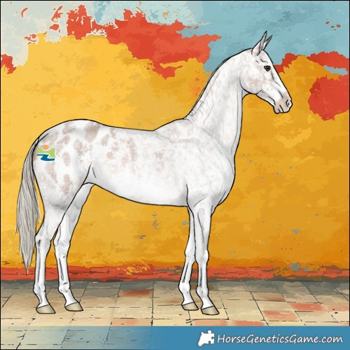 Horse Color:Red Roan Mushroom Sabino Appaloosa 