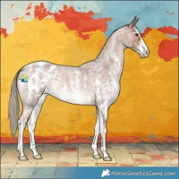Horse Color:Red Roan Mushroom Sabino Appaloosa 