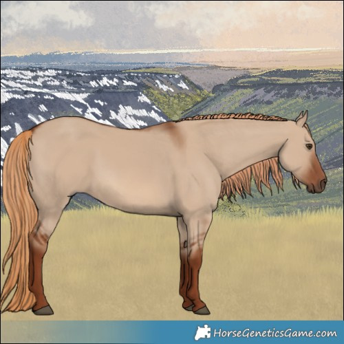 Horse Color:Red Dun 