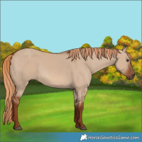 Horse Color:Red Dun