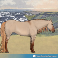Horse Color:Red Dun 