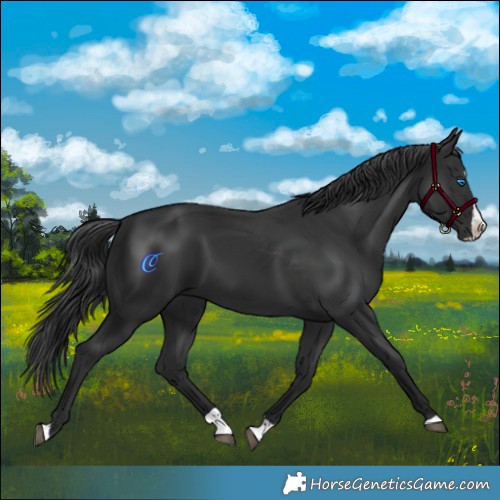 Horse Color:Black Splash 