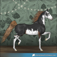 Horse Color:Gray White Spotted Liver Chestnut 