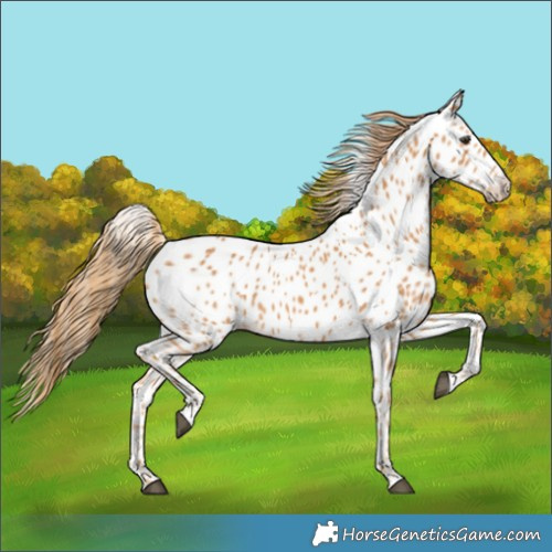 Horse Color:Chestnut Appaloosa 