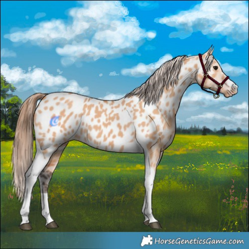 Horse Color:Bay Dun Tobiano Appaloosa 
