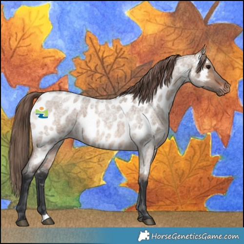 Horse Color:Brown Roan Dun Near Leopard 