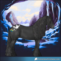 Horse Color:Black Appaloosa 