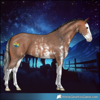 Horse Color:Bay Sabino Splash 