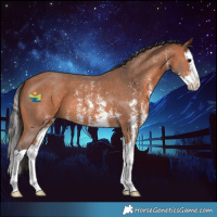 Horse Color:Bay Sabino Splash 