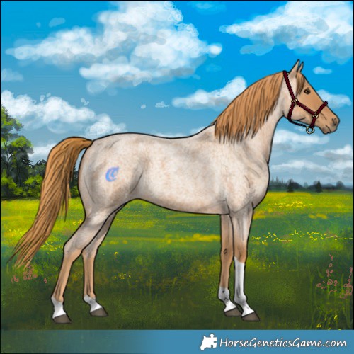 Horse Color:Red Roan Tobiano 