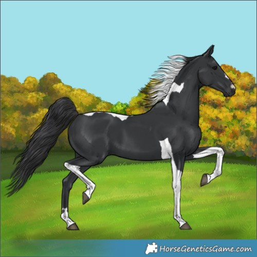 Horse Color:Black Tobiano 