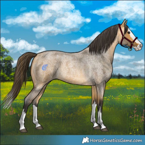Horse Color:Buckskin Roan Splash 