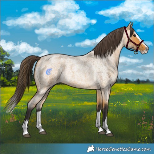 Horse Color:Buckskin Roan Splash 
