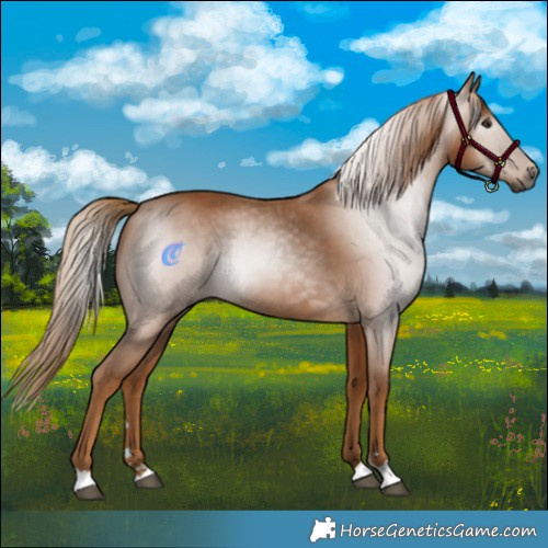 Horse Color:Gray Chestnut 