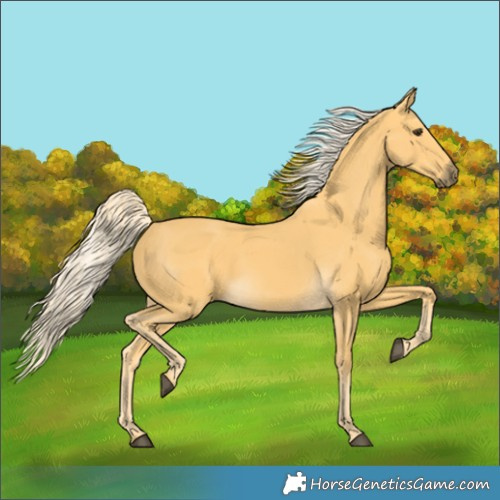 Horse Color:Palomino 