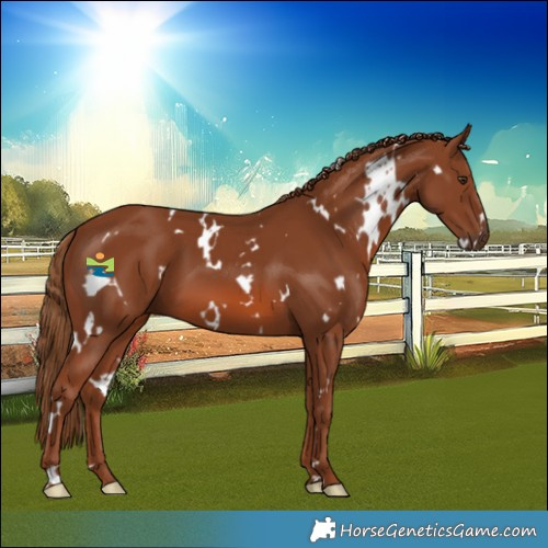 Horse Color:White Spotted Chestnut 