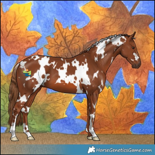 Horse Color:White Spotted Chestnut 
