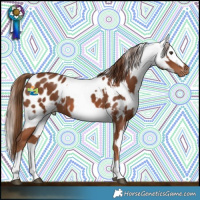 Horse Color:Chestnut Near Leopard  and Chestnut Sabino Splash Fewspot 